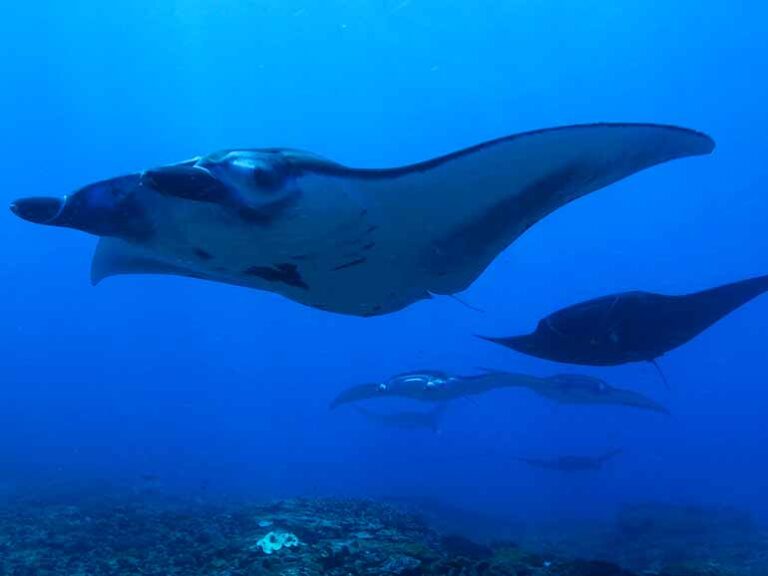 Komodo - Penida Combo | Scuba Junkie Komodo