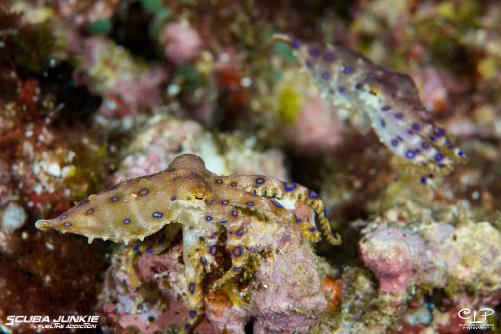 Blue Ring Octopus